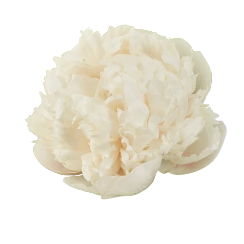 Корень пиона Colonel Owem Cousina 1 шт. Предзаказ.