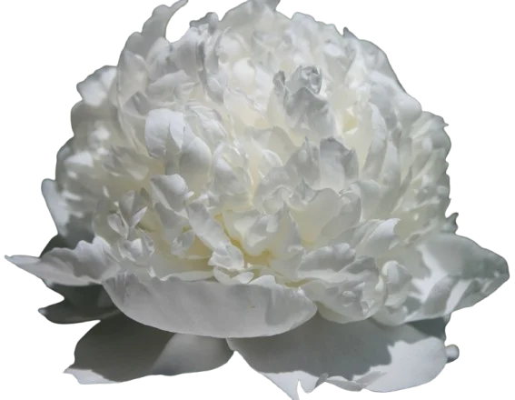 Корень пиона Madame Claide Tain 1 шт. Предзаказ.