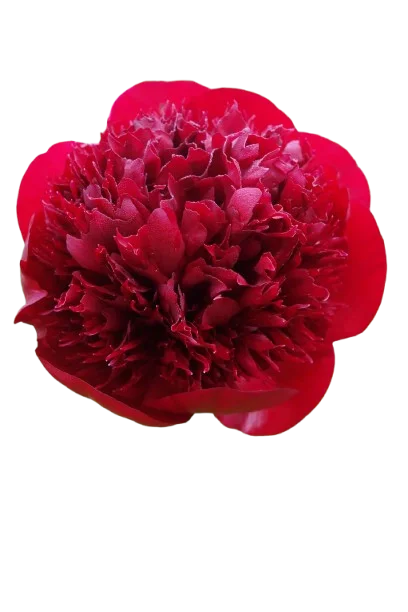 Корень пиона Red charm 1 шт. Предзаказ.